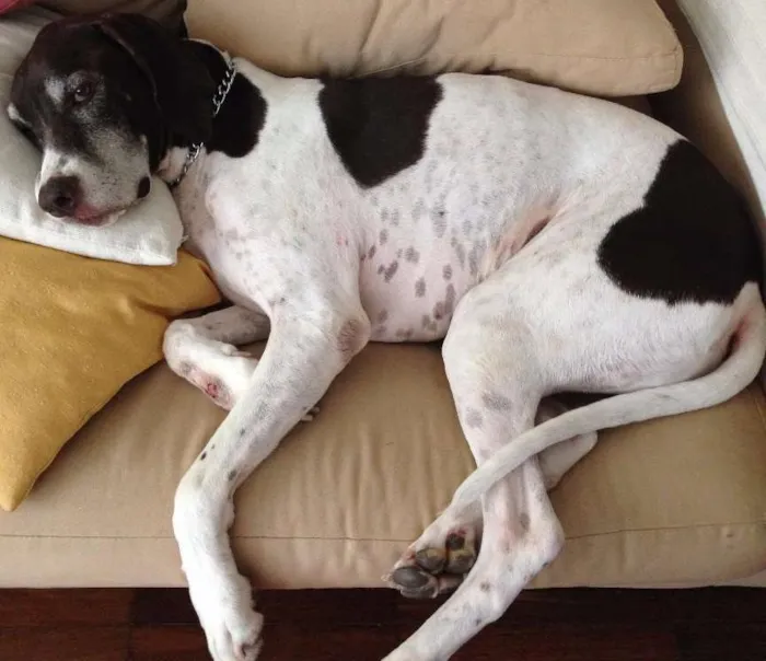 Cachorro ra a Pointer idade 6 ou mais anos nome Luban