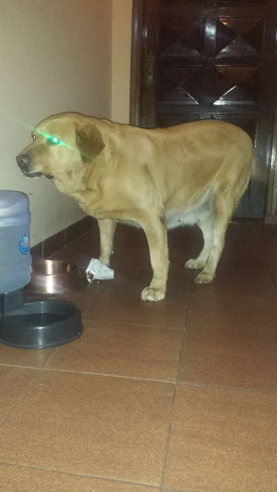 Cachorro ra a Labrador idade 6 ou mais anos nome Kitty