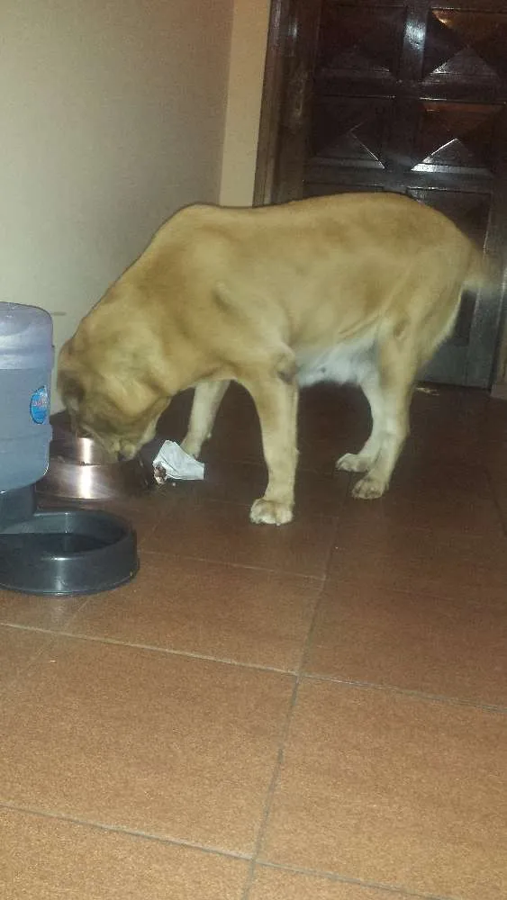 Cachorro ra a Labrador idade 6 ou mais anos nome Kitty