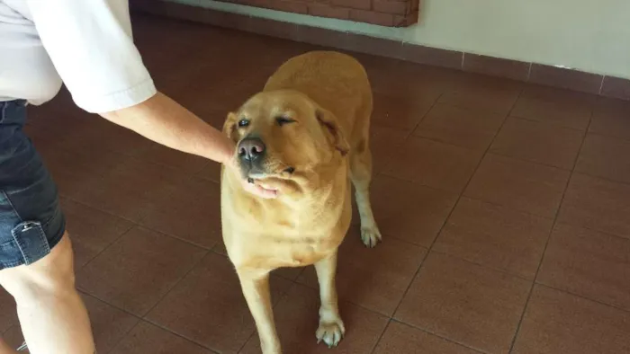 Cachorro ra a Labrador idade 6 ou mais anos nome Kitty