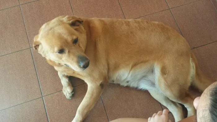 Cachorro ra a Labrador idade 6 ou mais anos nome Kitty