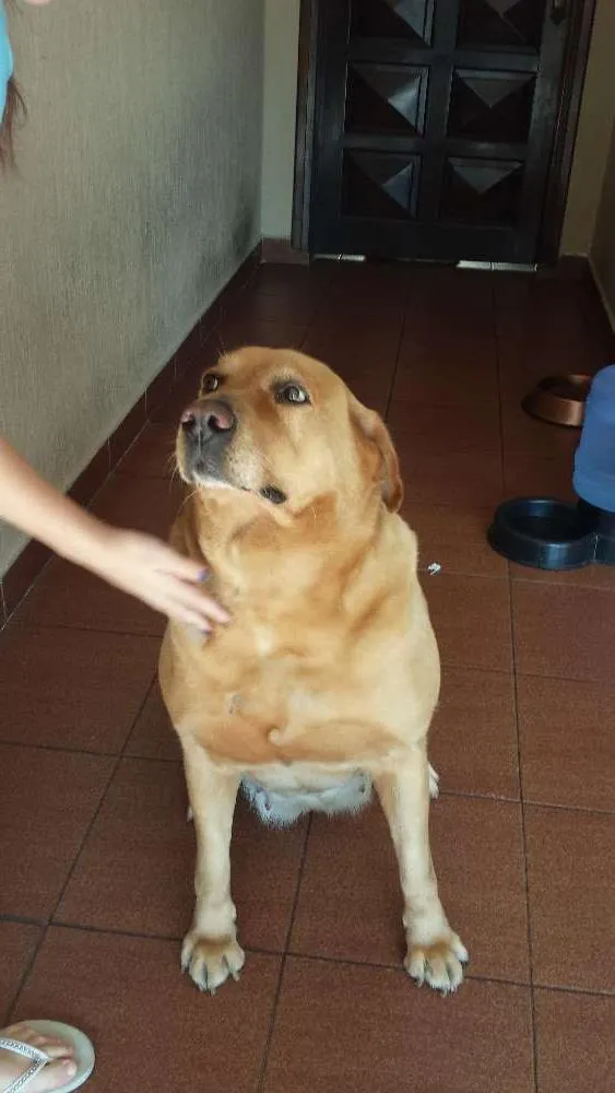 Cachorro ra a Labrador idade 6 ou mais anos nome Kitty