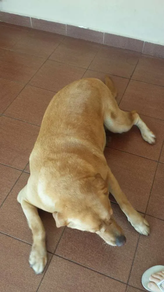 Cachorro ra a Labrador idade 6 ou mais anos nome Kitty