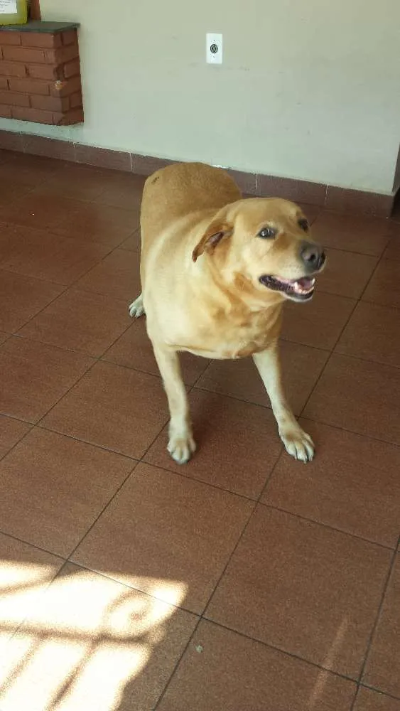 Cachorro ra a Labrador idade 6 ou mais anos nome Kitty
