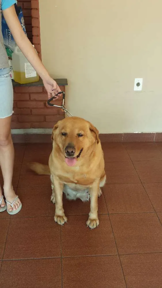 Cachorro ra a Labrador idade 6 ou mais anos nome Kitty
