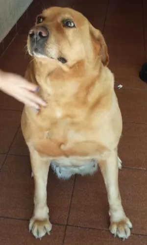 Cachorro raça Labrador idade 6 ou mais anos nome Kitty