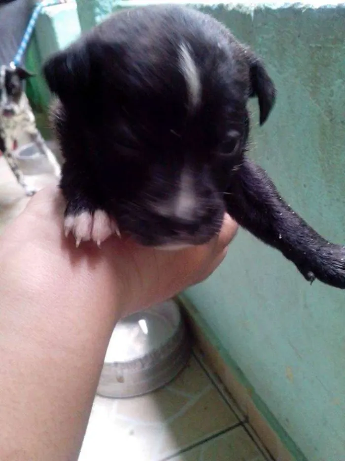 Cachorro ra a Dálmata idade Abaixo de 2 meses nome .....