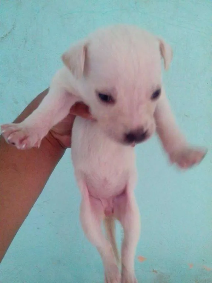 Cachorro ra a Dálmata idade Abaixo de 2 meses nome .....