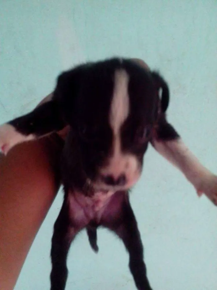 Cachorro ra a Dálmata idade Abaixo de 2 meses nome .....