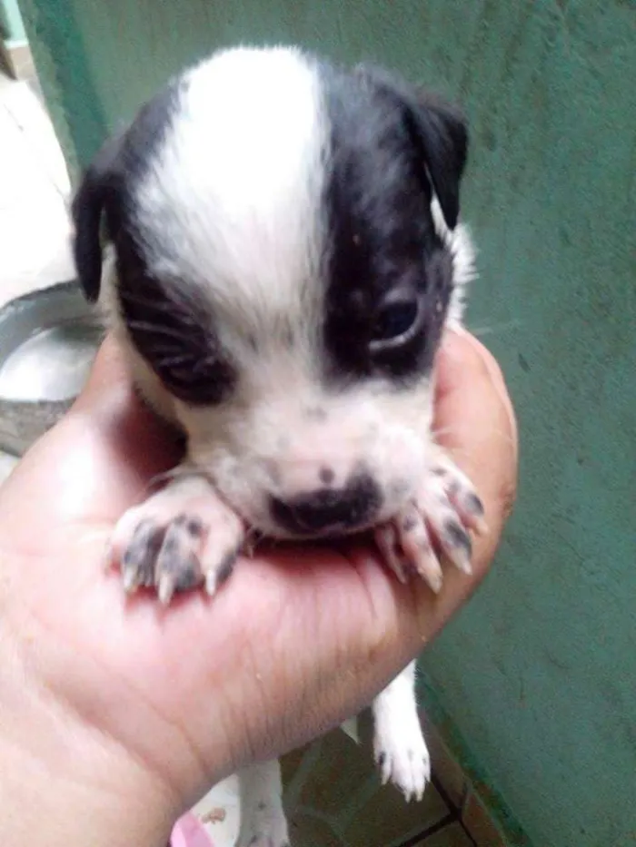 Cachorro ra a Dálmata idade Abaixo de 2 meses nome .....