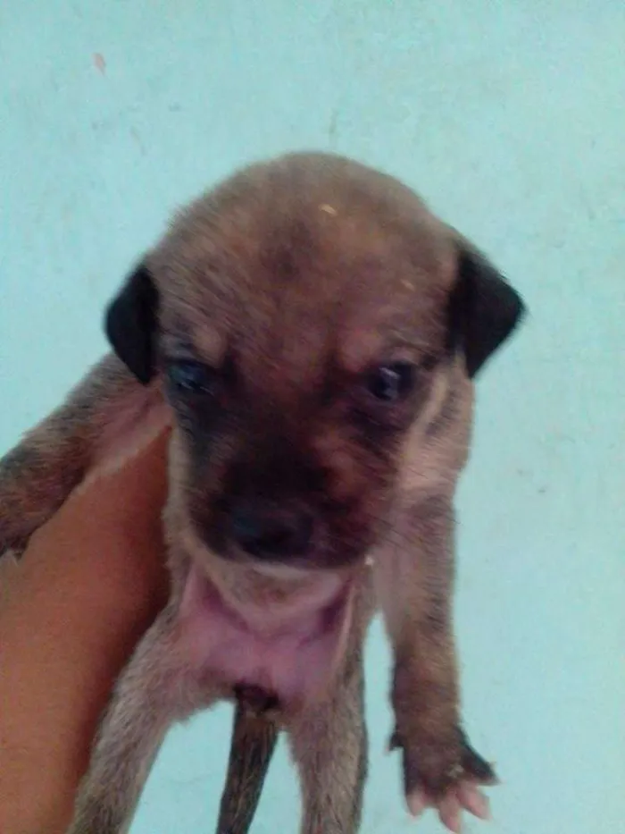 Cachorro ra a Dálmata idade Abaixo de 2 meses nome .....