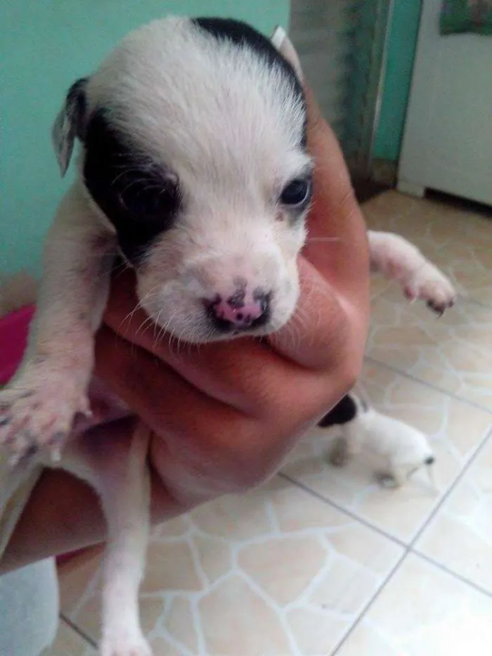 Cachorro ra a Dálmata idade Abaixo de 2 meses nome .....
