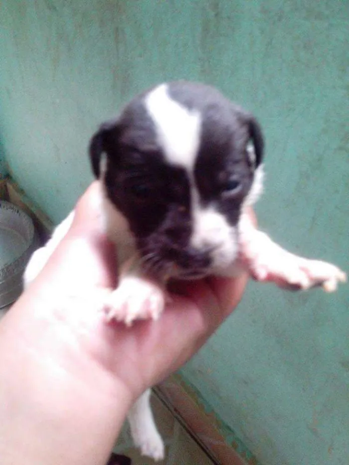 Cachorro ra a Dálmata idade Abaixo de 2 meses nome .....