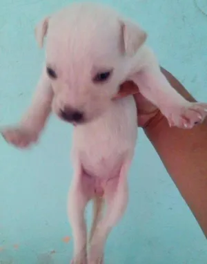 Cachorro raça Dálmata idade Abaixo de 2 meses nome .....