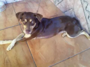 Cachorro raça vira lata idade 4 anos nome vivi