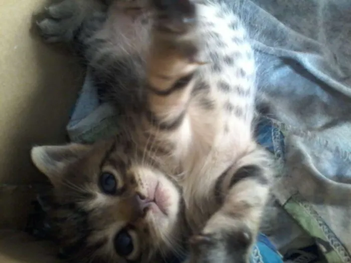Gato ra a  idade Abaixo de 2 meses nome filhotes