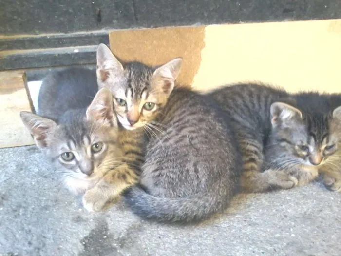 Gato ra a  idade Abaixo de 2 meses nome filhotes