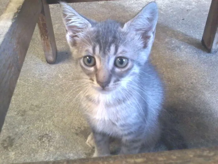 Gato ra a  idade Abaixo de 2 meses nome filhotes