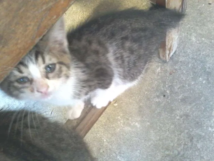 Gato ra a  idade Abaixo de 2 meses nome filhotes