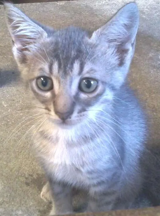 Gato ra a  idade Abaixo de 2 meses nome filhotes