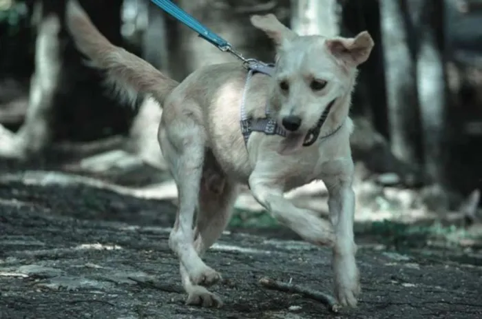 Cachorro ra a SRD idade 5 anos nome Dadinho