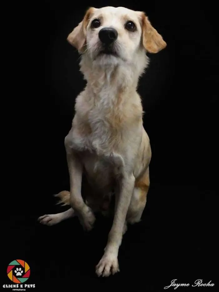 Cachorro ra a SRD idade 5 anos nome Dadinho