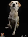 Dadinho