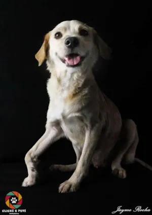 Cachorro raça SRD idade 5 anos nome Dadinho