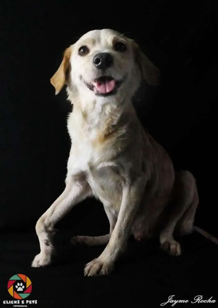 Cachorro ra a SRD idade 5 anos nome Dadinho