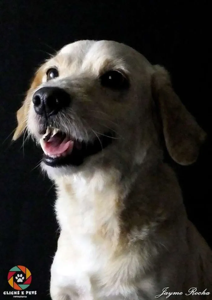 Cachorro ra a SRD idade 5 anos nome Dadinho