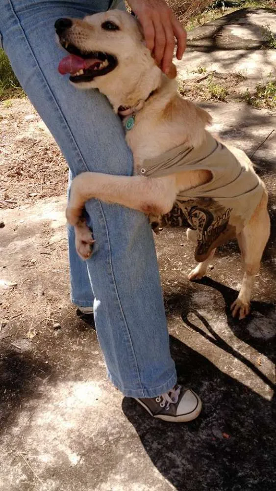 Cachorro ra a SRD idade 5 anos nome Dadinho