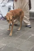 Caramelo (provisório)