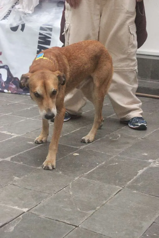 Cachorro ra a Vira Lata idade 5 anos nome Caramelo (provisório)