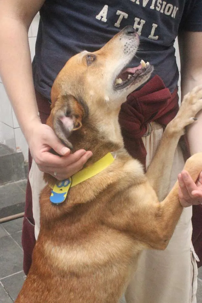 Cachorro ra a Vira Lata idade 5 anos nome Caramelo (provisório)