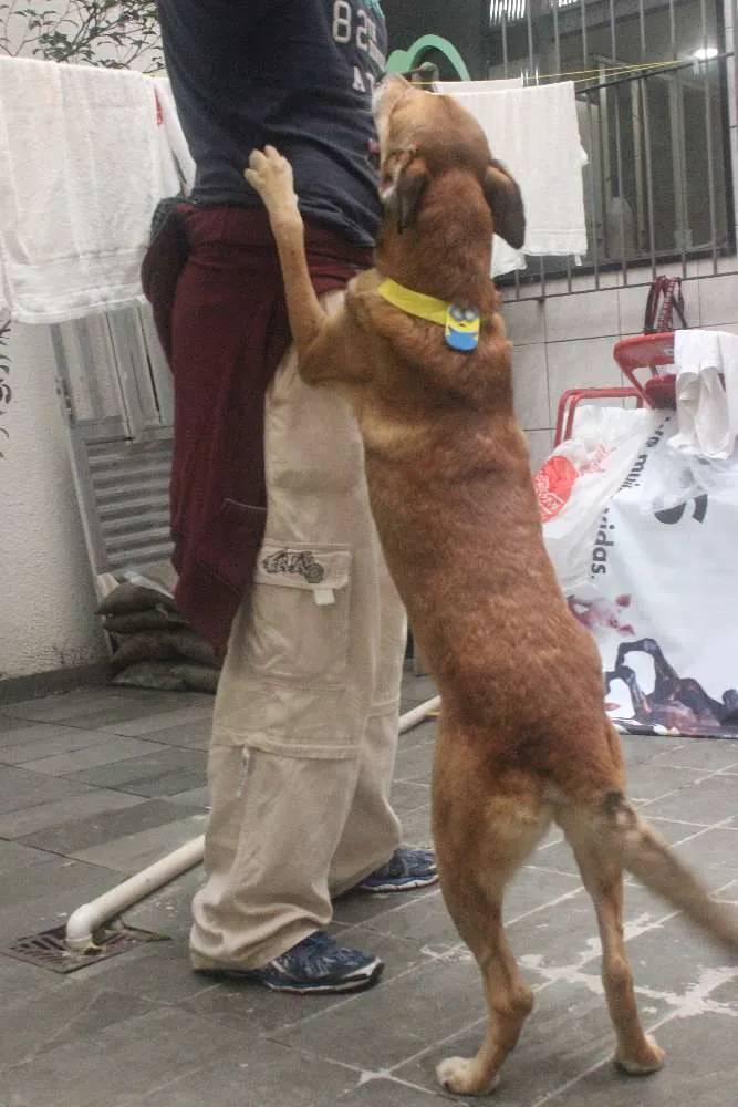 Cachorro ra a Vira Lata idade 5 anos nome Caramelo (provisório)