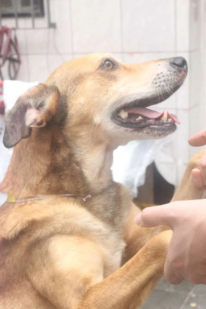 Cachorro ra a Vira Lata idade 5 anos nome Caramelo (provisório)