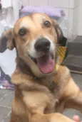 Caramelo (provisório)