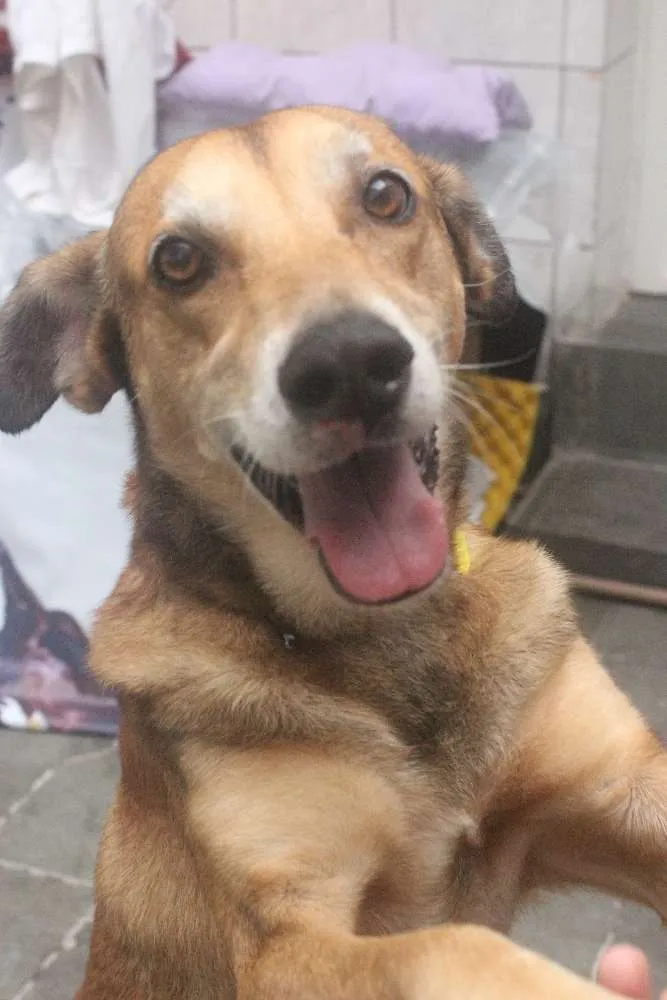 Cachorro ra a Vira Lata idade 5 anos nome Caramelo (provisório)