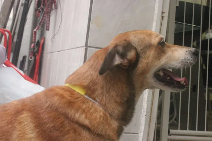 Cachorro ra a Vira Lata idade 5 anos nome Caramelo (provisório)
