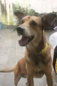 Caramelo (provisório)