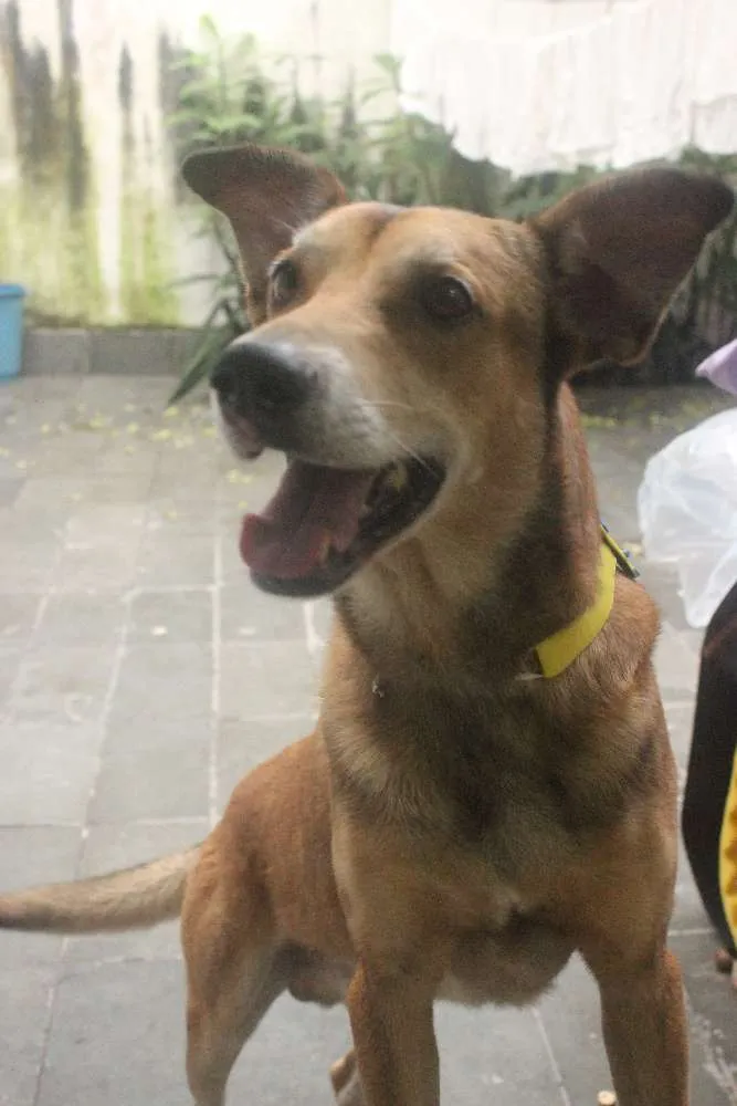 Cachorro ra a Vira Lata idade 5 anos nome Caramelo (provisório)