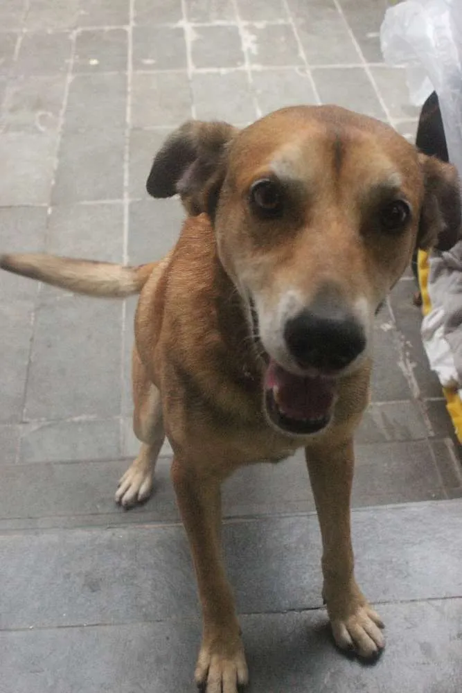 Cachorro ra a Vira Lata idade 5 anos nome Caramelo (provisório)