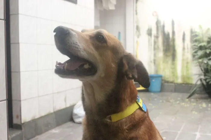 Cachorro ra a Vira Lata idade 5 anos nome Caramelo (provisório)