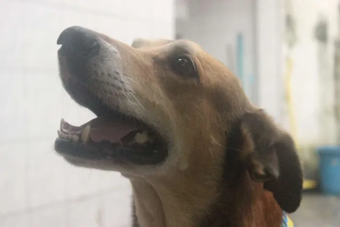 Cachorro ra a Vira Lata idade 5 anos nome Caramelo (provisório)