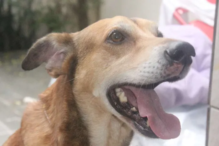 Cachorro ra a Vira Lata idade 5 anos nome Caramelo (provisório)