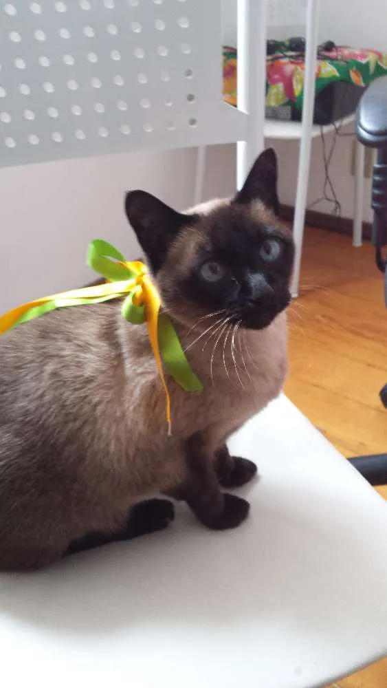 Gato ra a Siamês  idade 6 ou mais anos nome Doroty