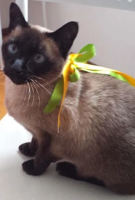 Gato ra a Siamês  idade 6 ou mais anos nome Doroty