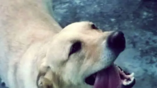 Cachorro ra a Labrador idade  nome Sara