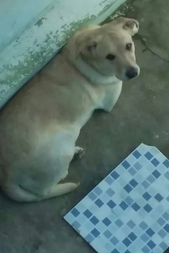 Cachorro ra a Labrador idade  nome Sara