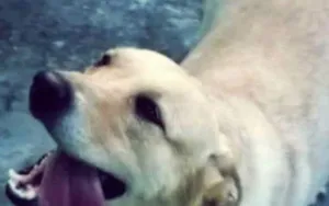 Cachorro raça Labrador idade  nome Sara